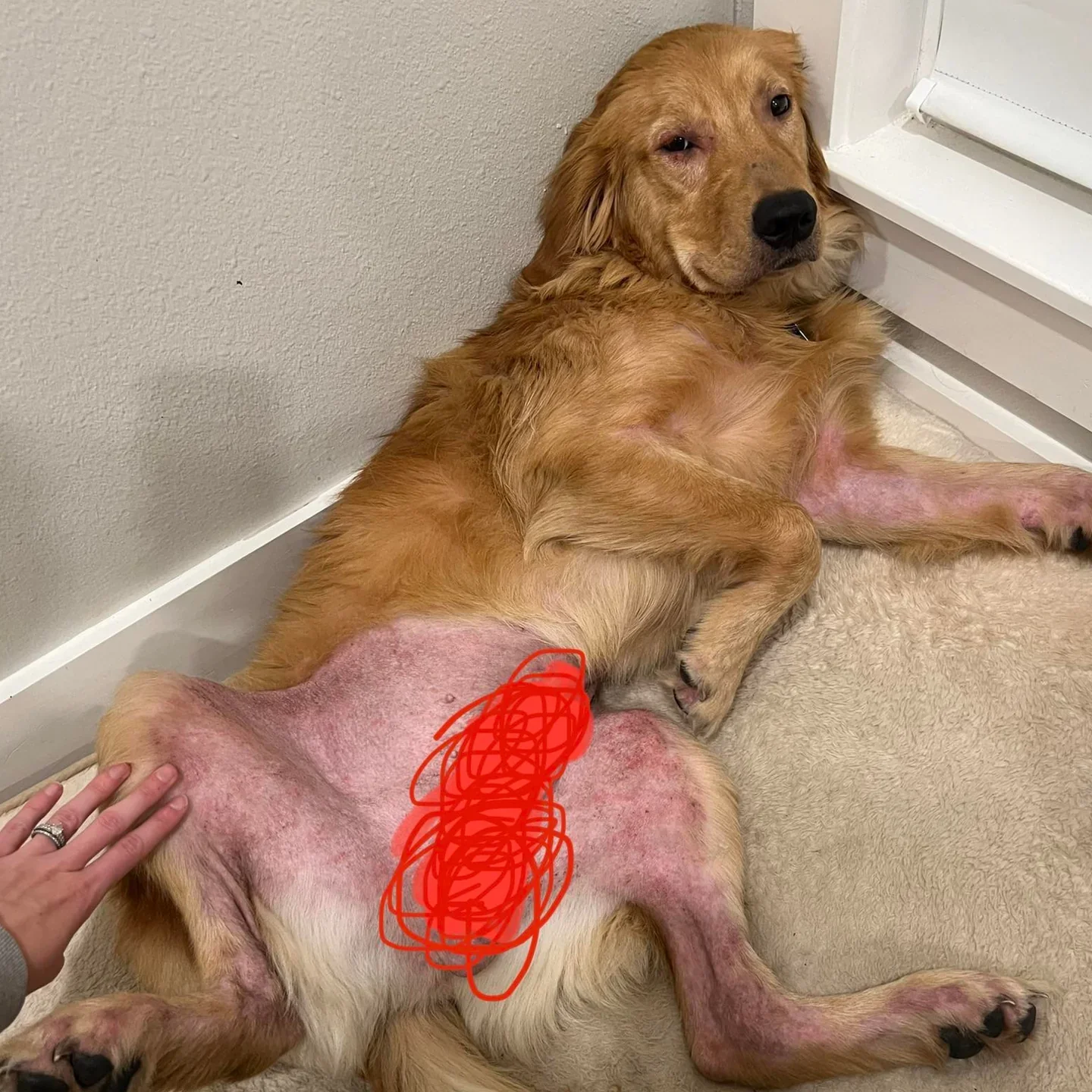 Golden retriever med alvorlige hudproblemer