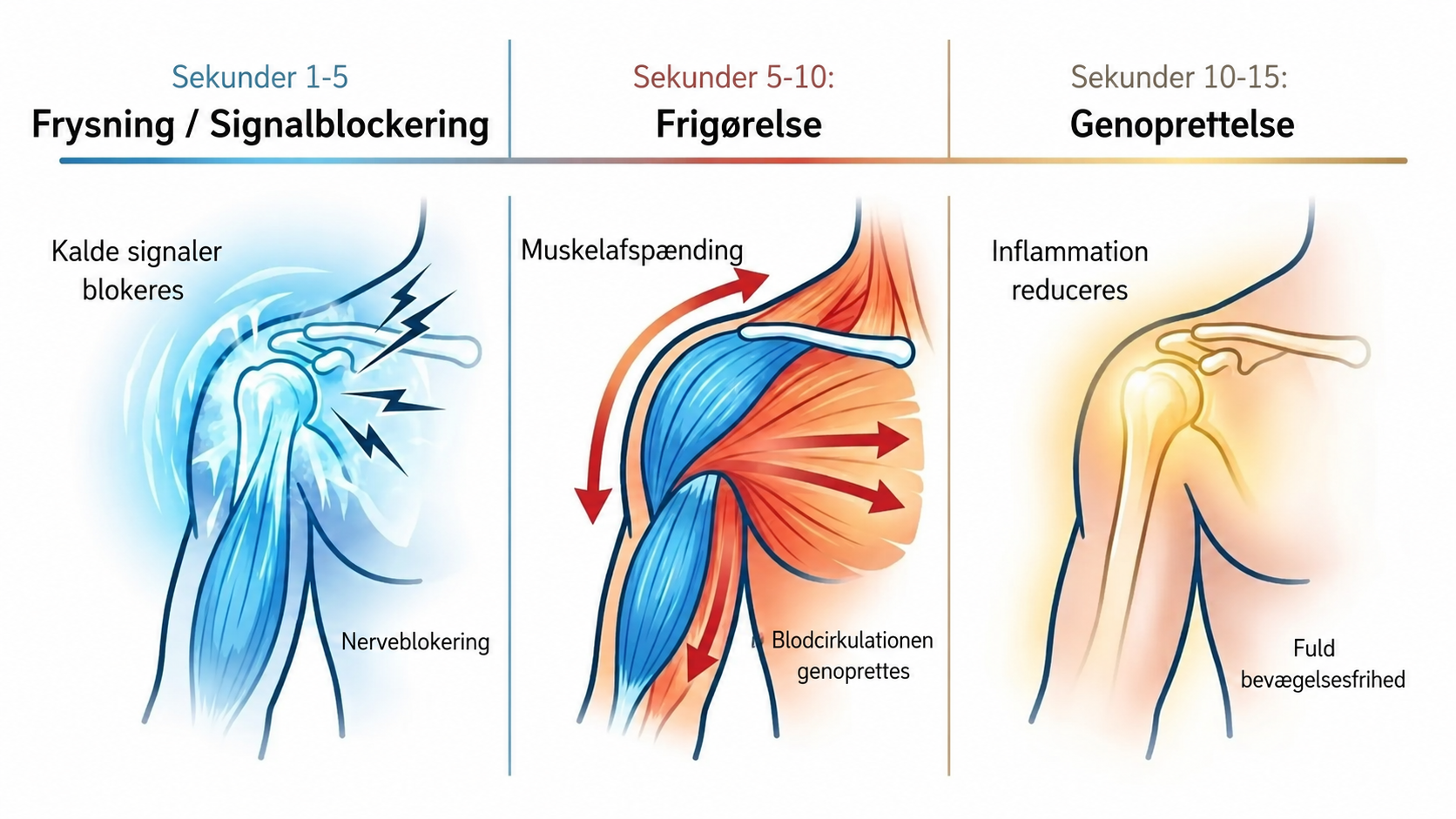 FlexoCalms virkning i tre faser
