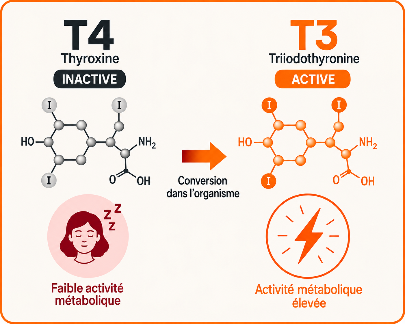 Différence entre la T4 et la T3