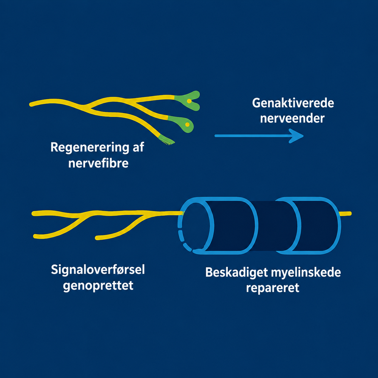 Illustration af reparation af nervefibre