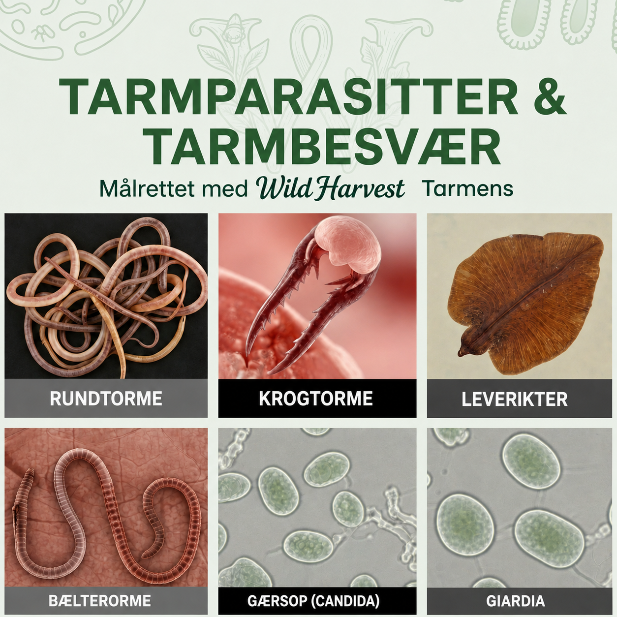 Parasitter og svampe