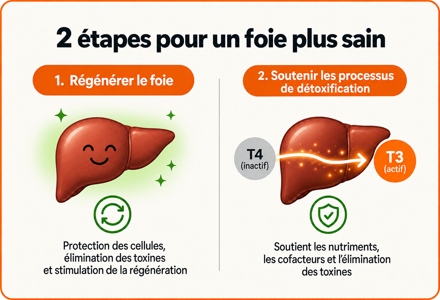 Deux étapes pour la santé du foie