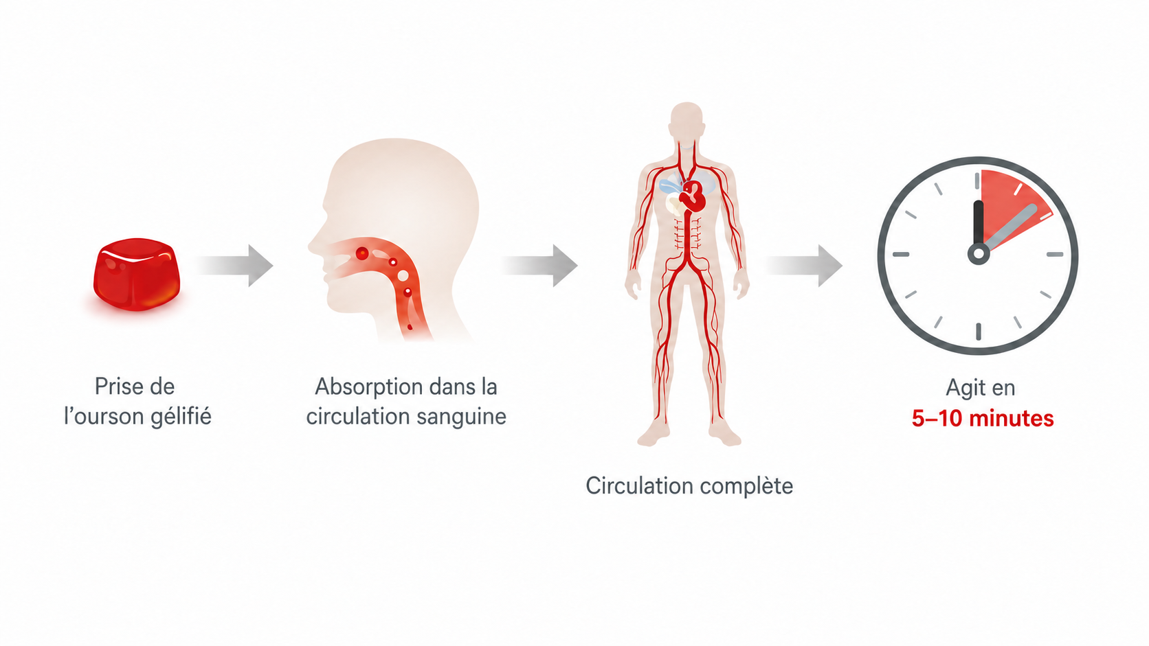 Schéma illustrant l’absorption rapide des gummies Erecano™