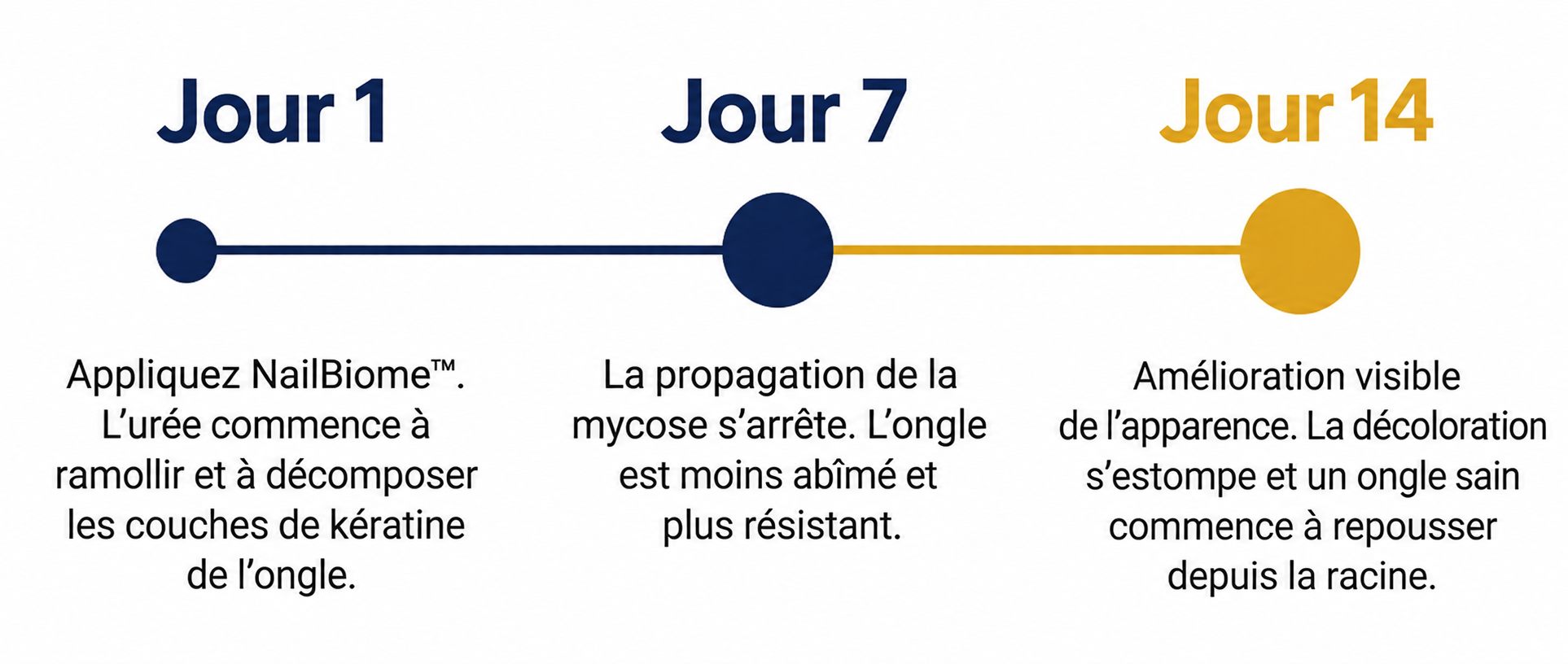 Chronologie des résultats de NailBiome™