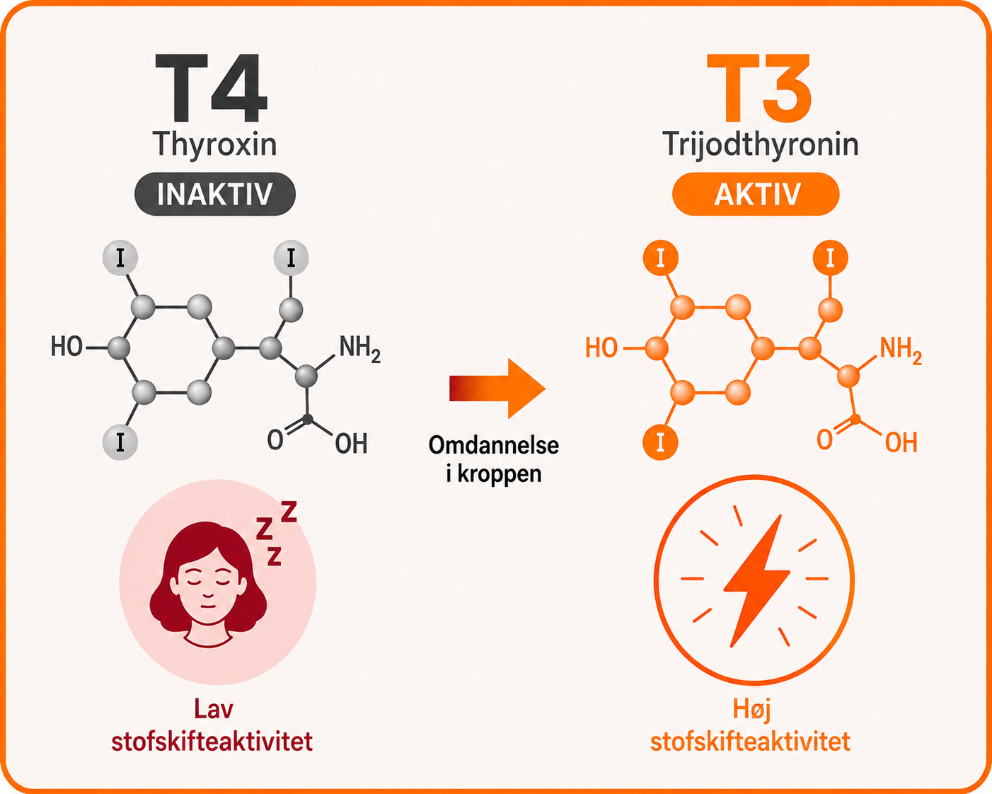 Forskellen mellem T4 og T3