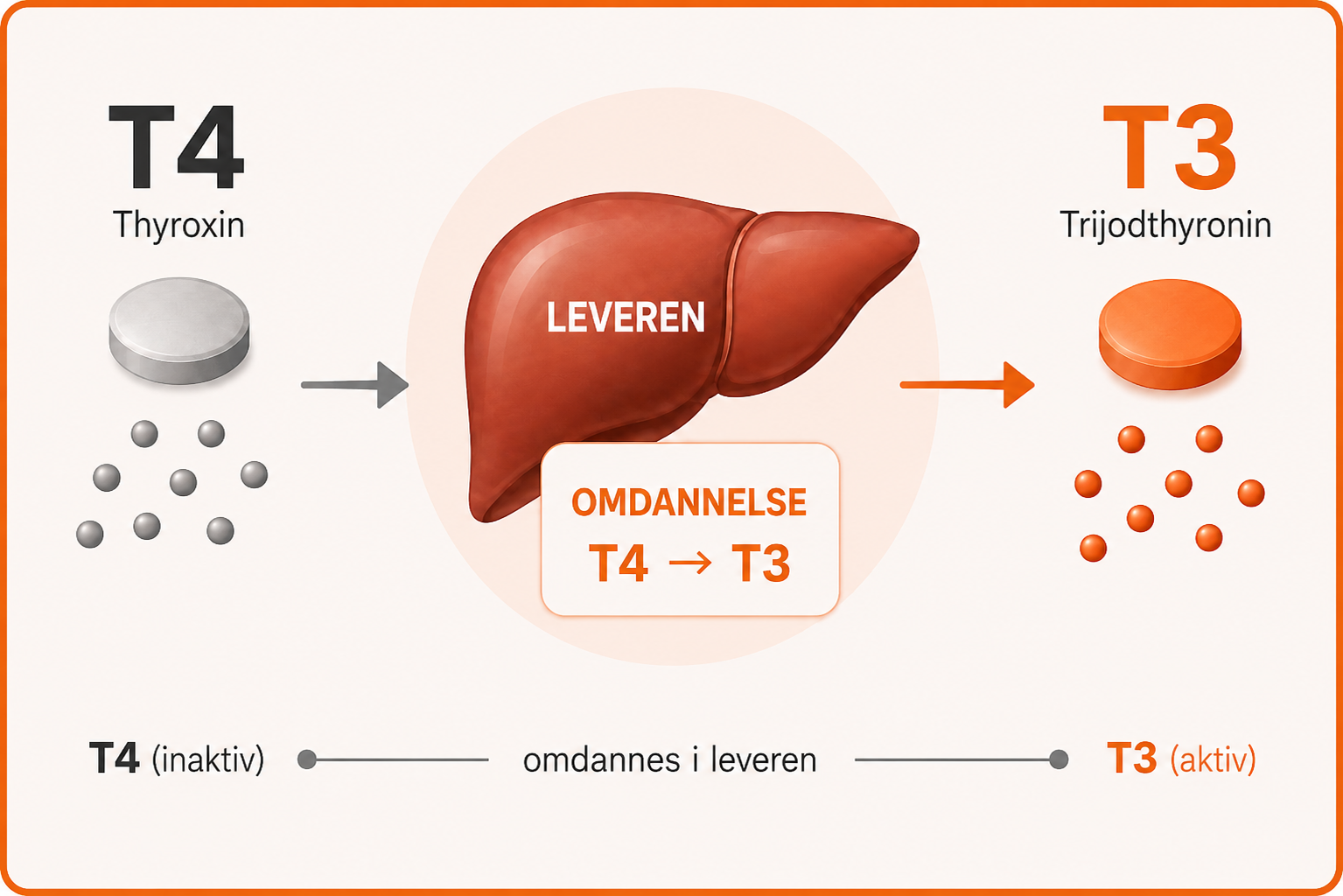 Omdannelse af T4 til T3 i leveren